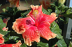 Dainty Daiquiri Hibiscus (Hibiscus rosa-sinensis 'Dainty Daiquiri') at A Very Successful Garden Center