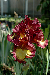 Drama Queen Iris (Iris 'Drama Queen') at Lakeshore Garden Centres