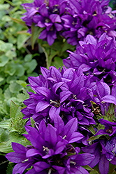 Purple Pixie Clustered Bellflower (Campanula glomerata 'Purple Pixie') at Lakeshore Garden Centres