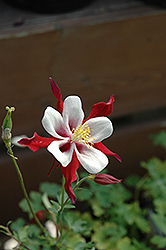 Crimson Star Columbine (Aquilegia 'Crimson Star') at A Very Successful Garden Center