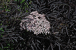 Black Lace Elder (Sambucus nigra 'Eva') at Stonegate Gardens
