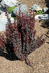 Rosy Rocket Barberry (Berberis thunbergii 'Rosy Rocket') at A Very Successful Garden Center