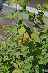 Firegold Spirea (Spiraea x vanhouttei 'Levgold') at Stonegate Gardens