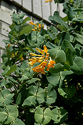 Honeybelle Honeysuckle (Lonicera x brownii 'Bailelle') at A Very Successful Garden Center