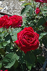 Kashmir Rose (Rosa 'Kashmir') at Stonegate Gardens