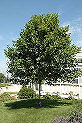 Fall Fiesta Sugar Maple (Acer saccharum 'Bailsta') at Stonegate Gardens