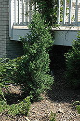 Citation Yew (Taxus x media 'Citation') at A Very Successful Garden Center