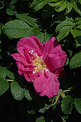 Magnifica Rose (Rosa 'Magnifica') at A Very Successful Garden Center