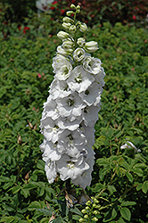 Aurora White Larkspur (Delphinium 'Aurora White') at A Very Successful Garden Center