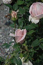 Bride's Dream Rose (Rosa 'Bride's Dream') at A Very Successful Garden Center