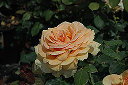 Marilyn Monroe Rose (Rosa 'Marilyn Monroe') at A Very Successful Garden Center