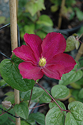 Madame Edouard Andre Clematis (Clematis 'Madame Edouard Andre') at Lakeshore Garden Centres
