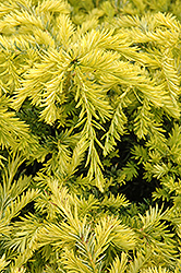 Sunburst Yew (Taxus x media 'Sunburst') at Green Thumb Garden Centre