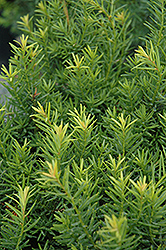 Nova Japanese Yew (Taxus cuspidata 'Nova') at A Very Successful Garden Center