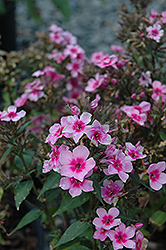 Early Start Pink Garden Phlox (Phlox paniculata 'Early Start Pink') at A Very Successful Garden Center