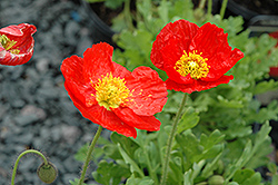 Spring Fever Red Poppy (Papaver nudicaule 'Spring Fever Red') at Lakeshore Garden Centres