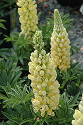 Gallery Yellow Lupine (Lupinus 'Gallery Yellow') at A Very Successful Garden Center