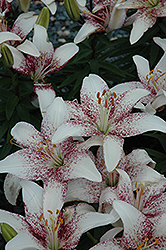 Crossover Lily (Lilium 'Crossover') at Lakeshore Garden Centres