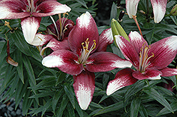Push Off Lily (Lilium 'Push Off') at A Very Successful Garden Center