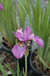 Pink Haze Siberian Iris (Iris sibirica 'Pink Haze') at Stonegate Gardens