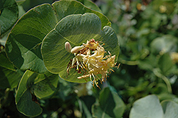 Kintzley's Ghost Honeysuckle (Lonicera reticulata 'Kintzley's Ghost') at The Mustard Seed