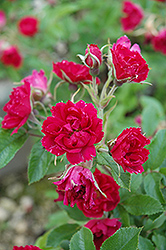 Grootendorst Supreme (Rosa 'Grootendorst Supreme') at A Very Successful Garden Center