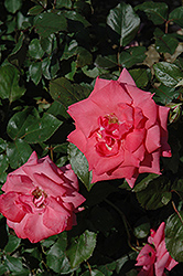 Survivor Rose (Rosa 'Balsur') at Stonegate Gardens