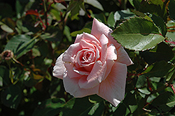 Folksinger Rose (Rosa 'Folksinger') at Stonegate Gardens
