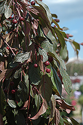 Ruby Tears Flowering Crab (Malus 'Bailears') at A Very Successful Garden Center