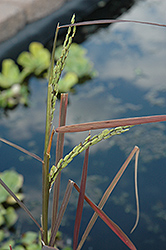 Asian Rice (Oryza sativa) at Lakeshore Garden Centres