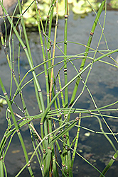 Barred Horsetail (Equisetum japonica) at A Very Successful Garden Center