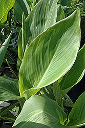 Striped Beauty Canna (Canna 'Striped Beauty') at A Very Successful Garden Center
