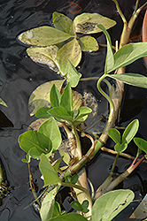 Bog Bean (Menyanthes trifoliata) at Stonegate Gardens