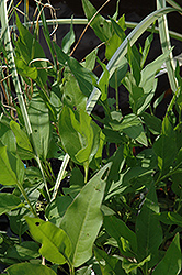 Water Smartweed (Polygonum amphibium) at A Very Successful Garden Center
