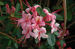 Pink And Sweet Azalea (Rhododendron 'Pink And Sweet') at Lakeshore Garden Centres