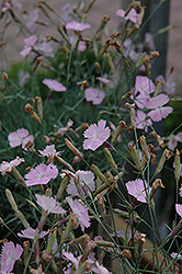 Wink Maiden Pink (Dianthus 'Wink') at A Very Successful Garden Center