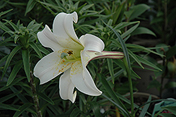 White Crane Lily (Lilium formosanum 'White Crane') at A Very Successful Garden Center