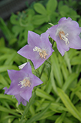 Blue Eyed Blonde Peachleaf Bellflower (Campanula persicifolia 'Blue Eyed Blonde') at A Very Successful Garden Center