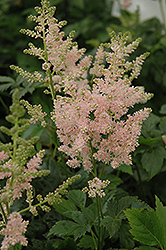 Apple Blossom Japanese Astilbe (Astilbe japonica 'Apple Blossom') at A Very Successful Garden Center