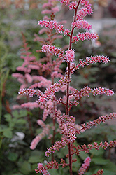 Color Flash Astilbe (Astilbe x arendsii 'Color Flash') at Lakeshore Garden Centres