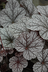 Prince Of Silver Coral Bells (Heuchera 'Prince Of Silver') at Stonegate Gardens