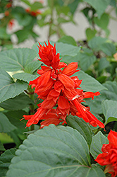 Salvador Red Salvia (Salvia 'Salvador Red') at A Very Successful Garden Center