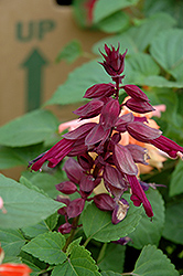 Salvador Purple Salvia (Salvia 'Salvador Purple') at A Very Successful Garden Center