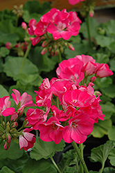 Designer Hot Pink Geranium (Pelargonium 'Designer Hot Pink') at A Very Successful Garden Center