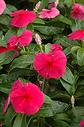 Sunstorm Red Vinca (Catharanthus roseus 'Sunstorm Red') at A Very Successful Garden Center