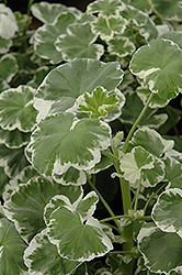Wilhelm Langguth Geranium (Pelargonium 'Wilhelm Langguth') at A Very Successful Garden Center