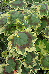 Tricolor Geranium (Pelargonium 'Tricolor') at Lakeshore Garden Centres