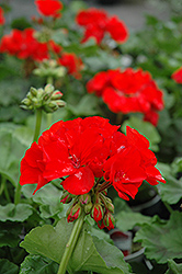Rocky Mountain Red Geranium (Pelargonium 'Rocky Mountain Red') at A Very Successful Garden Center