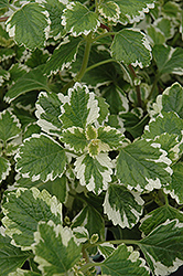 Variegated Swedish Ivy (Plectranthus coleoides 'Variegata') at A Very Successful Garden Center