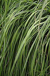 Red Bunny Tails Fountain Grass (Pennisetum messaicum) at Stonegate Gardens